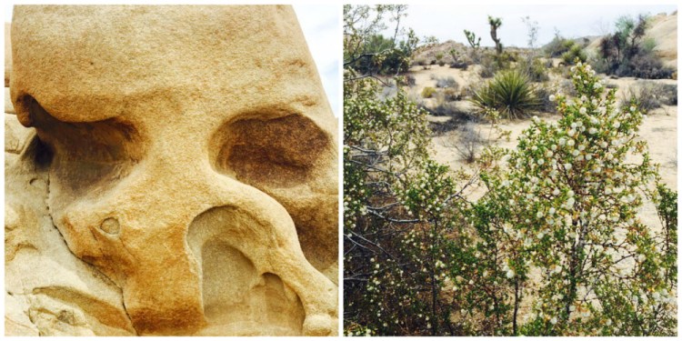 Joshuatree3