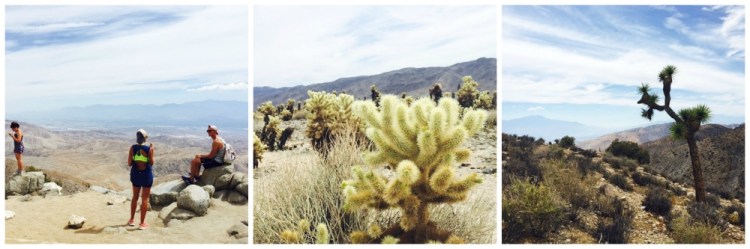 JoshuaTree