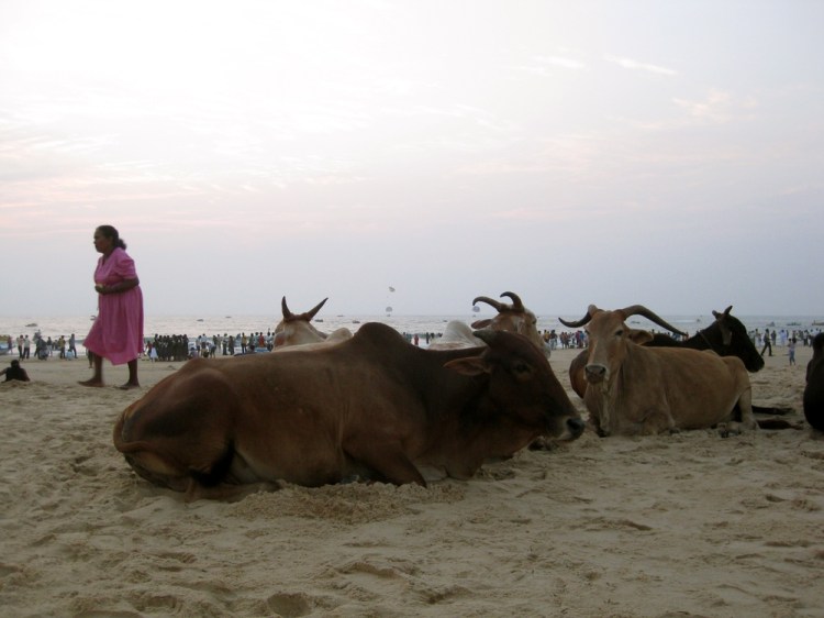 auringonallaIMG_1517