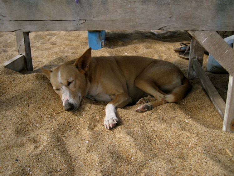 makujakotoagoa2009-400