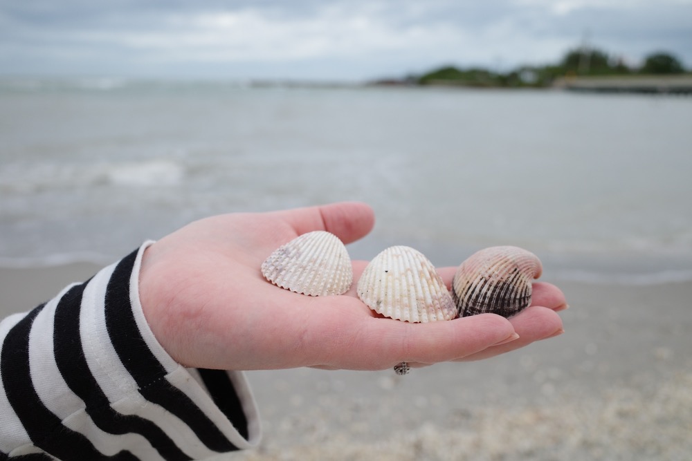 auringonallaR0001812